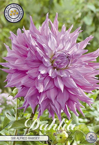 Dahlia Cactus Sir Alfred Ramsey 1-pakning